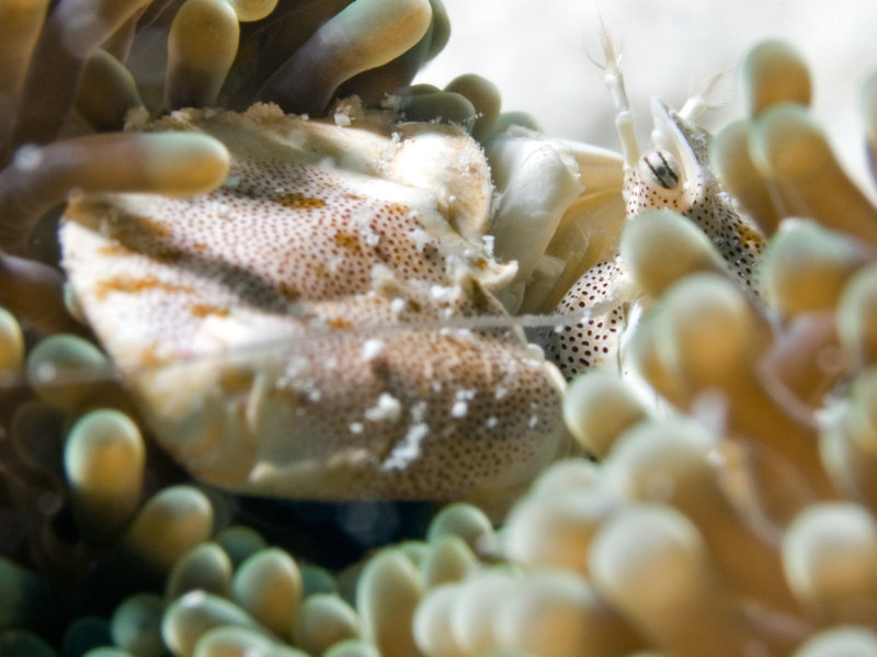 Porcelain Crab, Mabul, Paradise 1 and 2